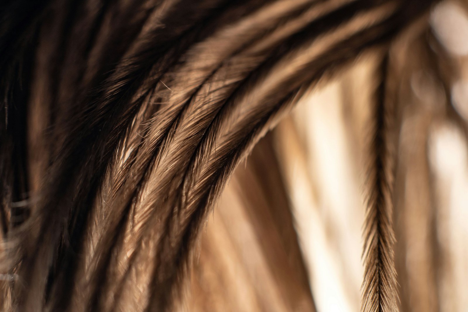 Close-up of hair strands and calibre, the kind of detail we compare when judging a hair restoration results timeline